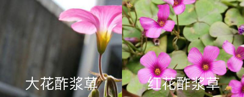 大花酢浆草与红花酢浆草区别