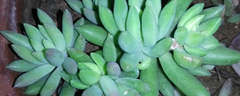 阳台如何养千佛手