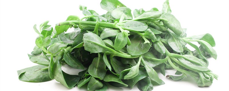 穿心莲可以生吃吗