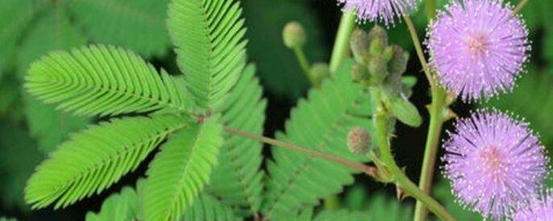 含羞草怎么传播种子