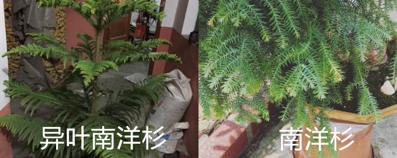 异叶南洋杉和南洋杉的区别
