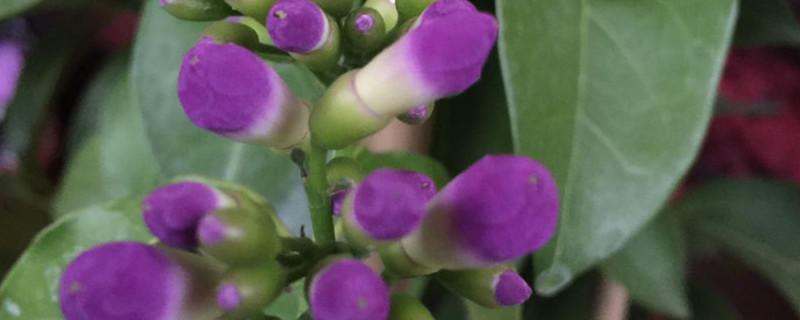 蒜香藤黄叶的原因和处理办法