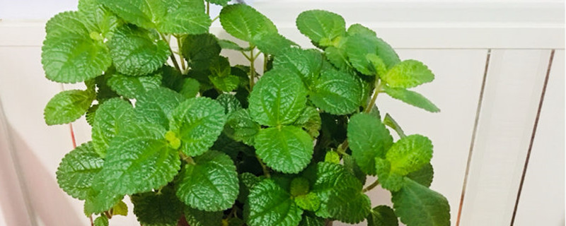 吸毒草黄叶的原因和处理办法