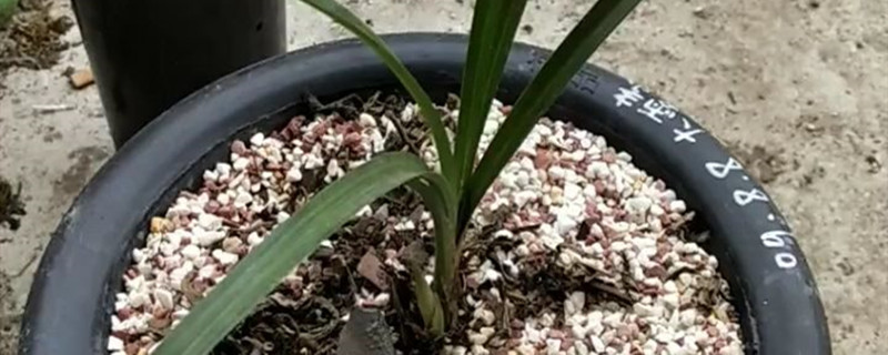 大雪素黄叶的原因和处理办法