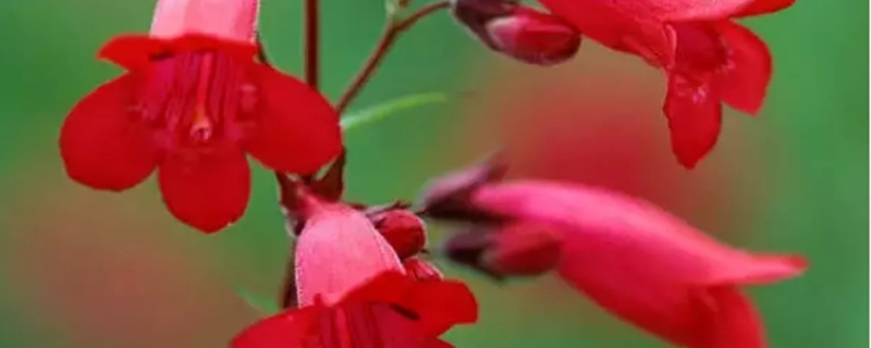 钓钟柳黄叶的原因和处理办法