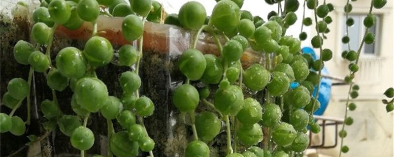 绿之铃名字的由来