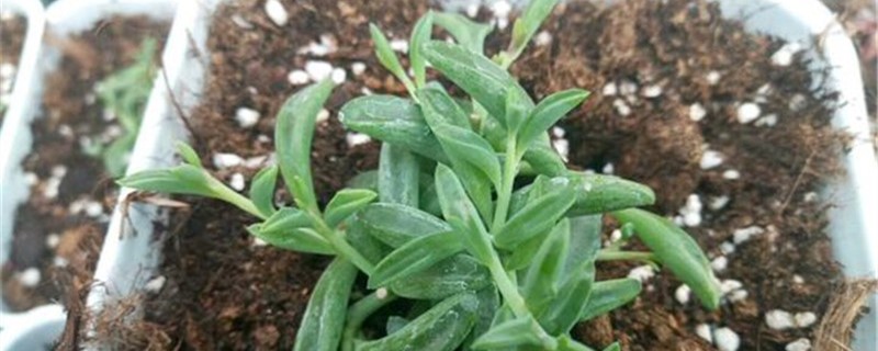 弦月刚买回来怎么处理