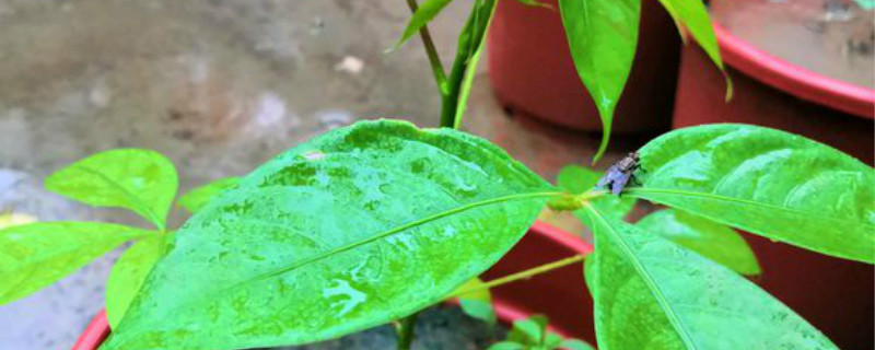 椭叶木棉养护温度