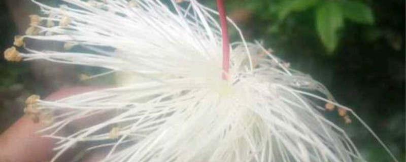 椭叶木棉繁殖时间