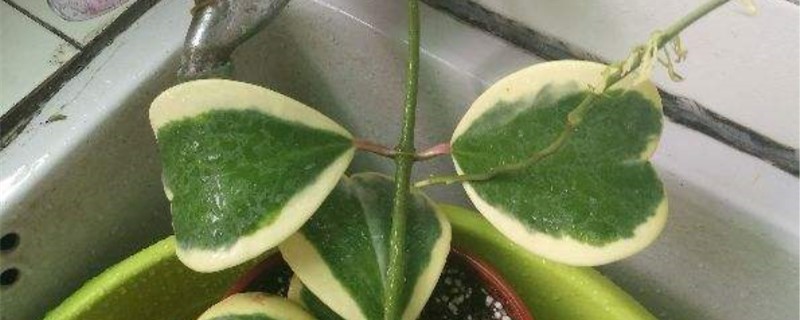 心叶球兰锦秋季养护方法