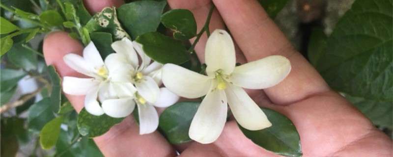 养花放阿司匹林的作用