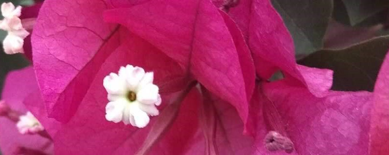 懒人花盆养花的优缺点