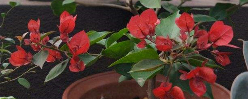 家庭养花生蚜虫怎么办