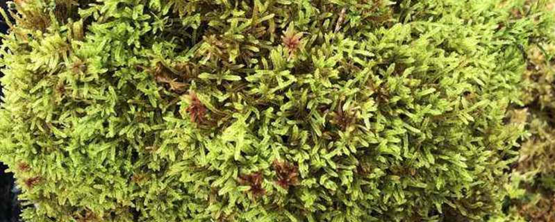 水苔长时间养花有味吗