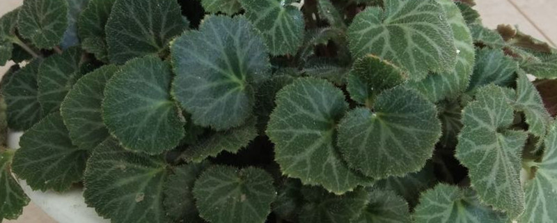 绿色植物叶子能当肥料养花吗