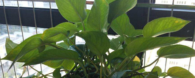 磷酸二氢钾养花怎么用