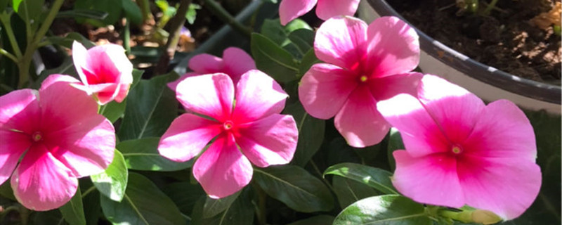 可以用梧桐树皮养花吗