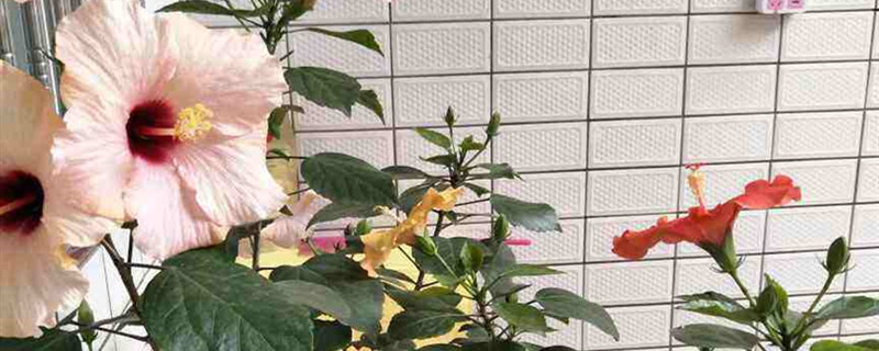 培养花粉培养基的配制