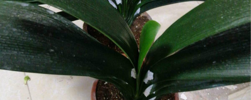 君子兰小苗放几天可以活