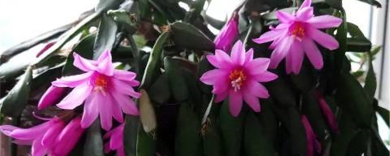 阳台如何养落花之舞