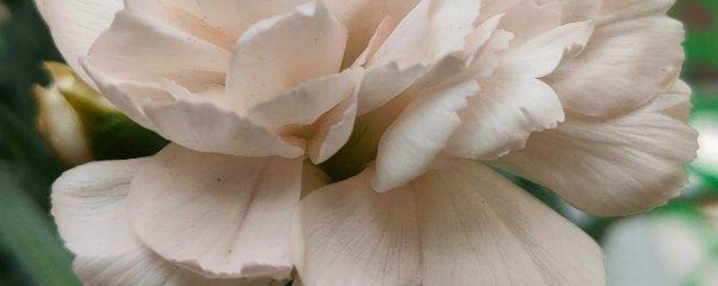 母亲节送白色康乃馨可以吗