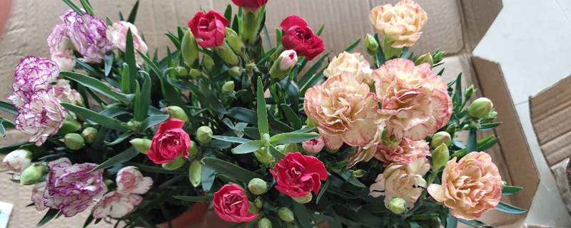 石竹花和康乃馨是一种花吗