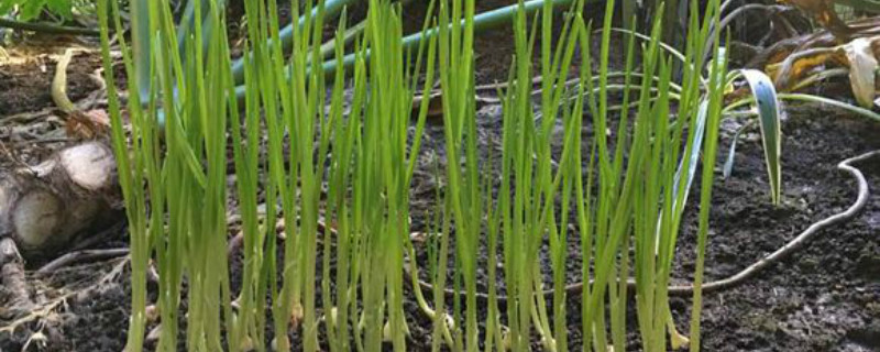 蒜苗成长的过程