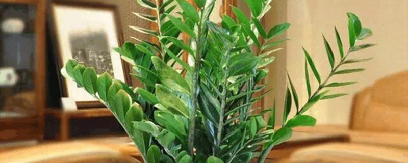 金钱树盆栽好养吗