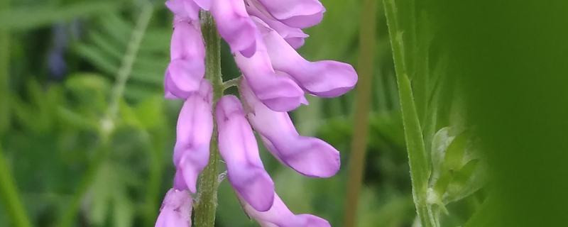 长柔毛野豌豆几月种植