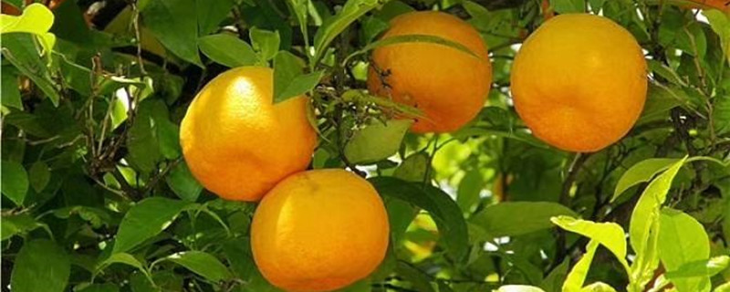 黄岩蜜橘什么时候采摘