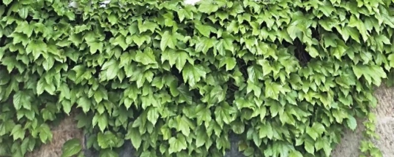 爬山虎的脚的作用