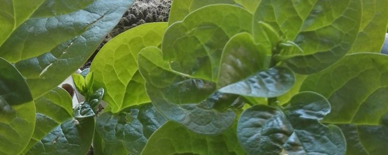 如何让青菜不长虫