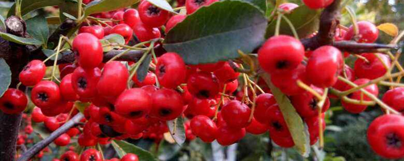 红子刺果实的功效