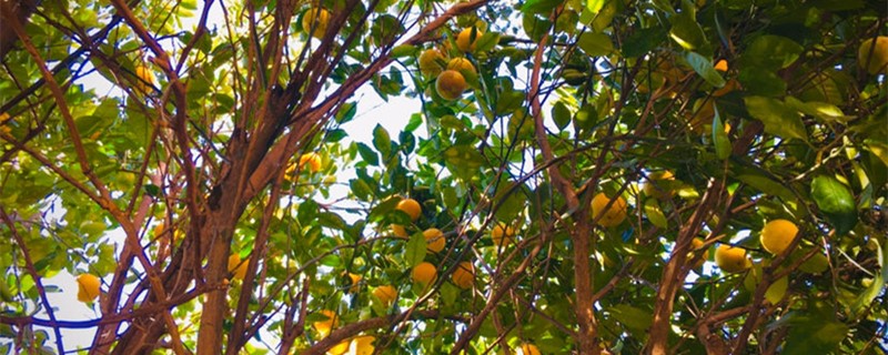香橼树的寓意