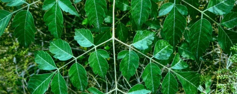 楝树与苦楝树的区别