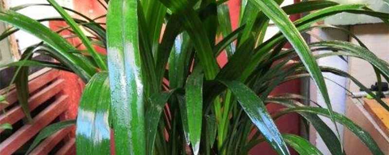 葡萄糖水可以浇兰花吗