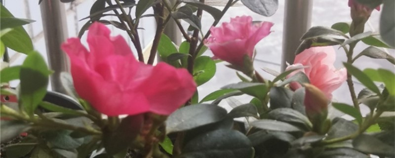 西玛杜鹃花的特性