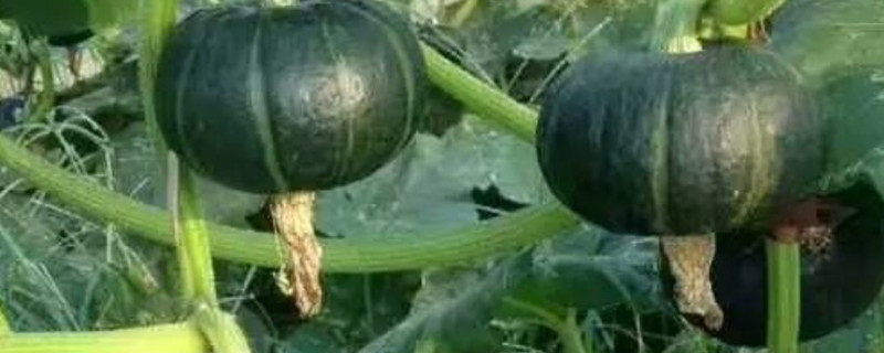 贝贝小南瓜什么时候适合种