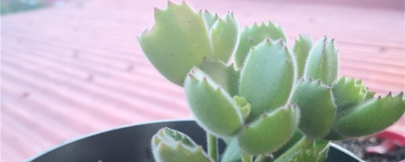 带绒毛的多肉植物品种