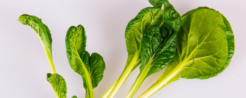 油菜是什么季节的蔬菜