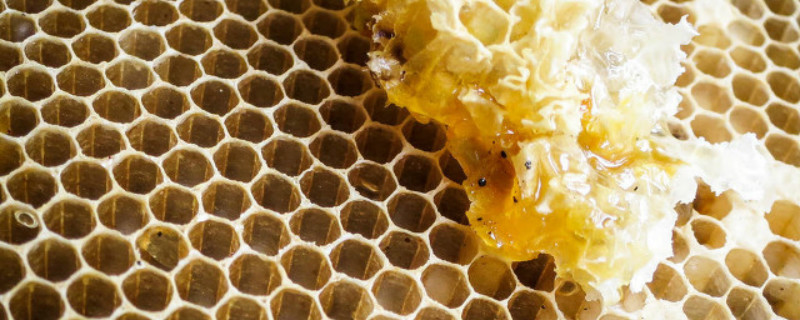 怎样解决茶花蜜烂子