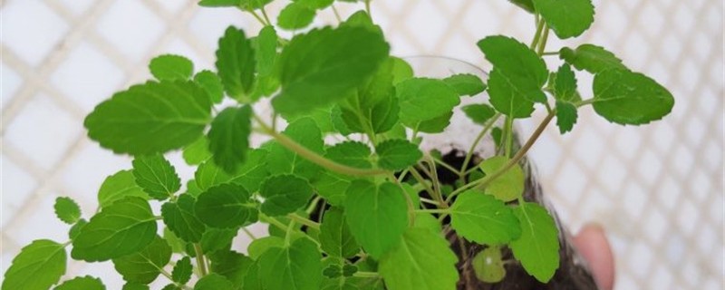 猫薄荷黄叶的原因和处理办法