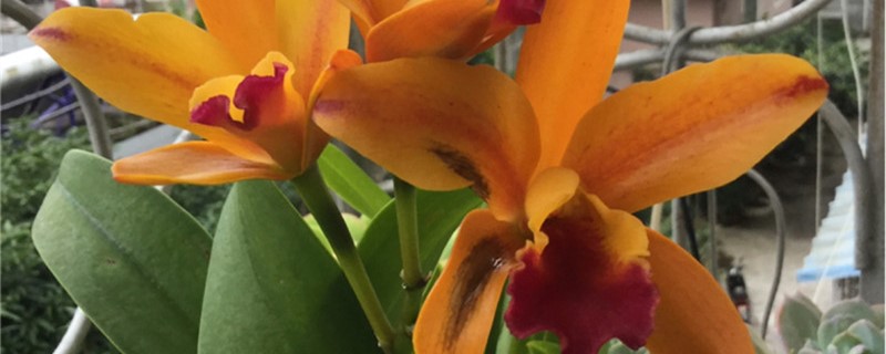 卡特兰适合在什么地方养殖