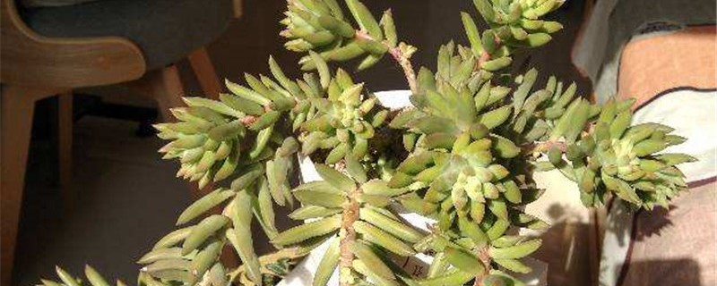 千佛手适合在什么地方养殖