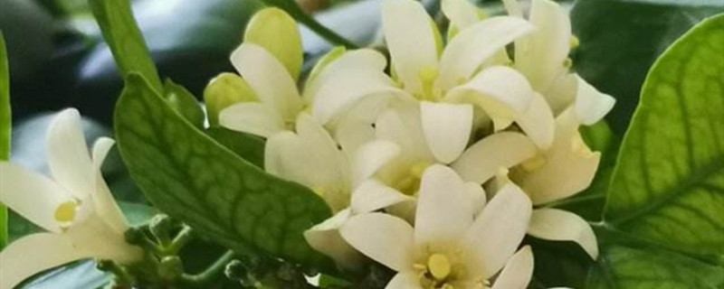 七里香冬天怎么养殖