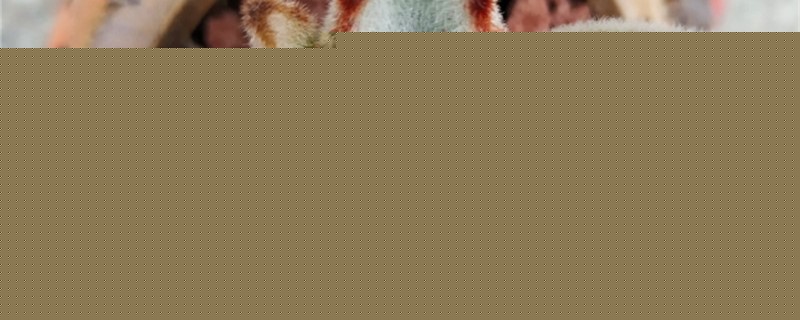 月兔耳的主要病虫害及其防治方法