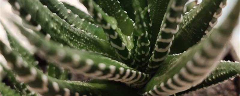 条纹十二卷的主要病虫害及其防治方法