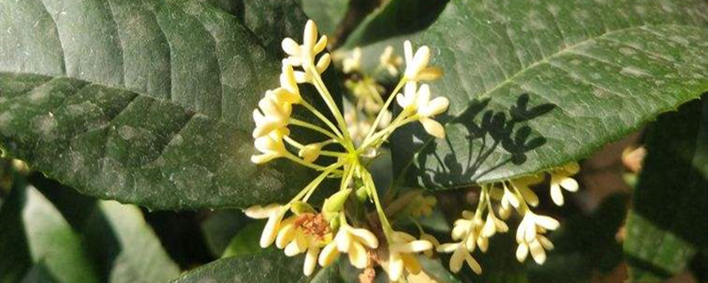 四季桂的主要病虫害及其防治方法