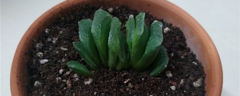 玉扇烂根怎么办