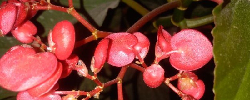 竹节海棠烂根怎么办